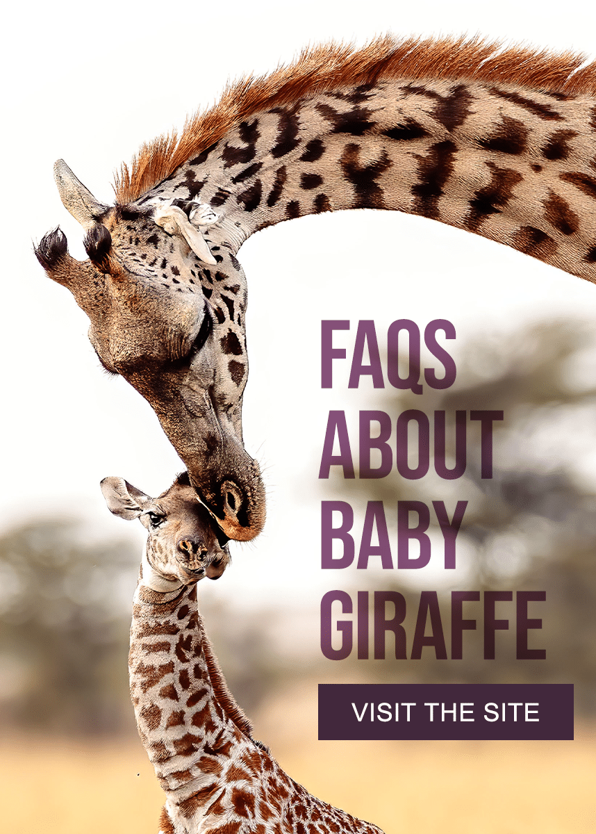 cta-ad_faqs-baby-giraffe